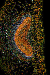 显微镜下的霍利棕榈叶 100x横截面细胞水管组织植物学宏观管道薄片放大镜输水图片