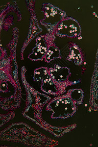 显微镜下的 Alder 猫果站 100x叶脉果序科学宏观暗场花粉组织学细胞水管薄片图片