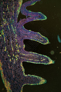 横切100节的栗桃芽组织细胞叶脉暗场薄片组织学横截面宏观植物学科学图片