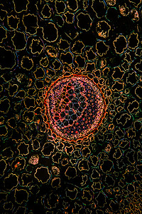 100x 横截面的括弧根薄片放大镜植物森林暗场组织蕨类细胞水管植物学图片