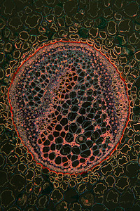 100x 横截面的括弧根放大镜宏观植物组织细胞组织学森林水管蕨类科学图片