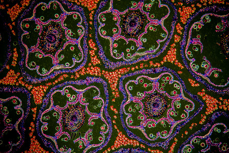 显微镜下的丹德尔翁花 100x科学显微术暗场细胞生长薄片宏观花蕾植物学组织学图片