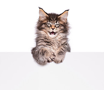 白色的缅因人角小猫爪子广告卡片横幅广告牌乐趣宠物好奇心耳朵虎斑图片