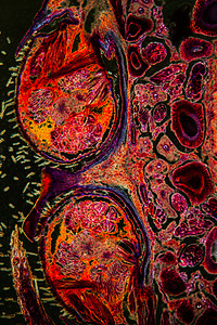 带花园十字蜘蛛的蜘蛛腺 100x宏观脊柱植物学细胞腺体科学组织灯丝生物学暗场图片