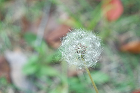 蓬松的花蒲公英有选择地聚焦在模糊的绿色背景上棉花花白花森林花粉植物降落伞季节脆弱性白棉种子图片