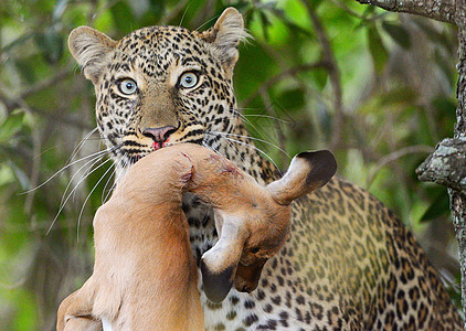 环球美景图片组织明信片世界野生动物旅游游记博主护照旅行背景图片