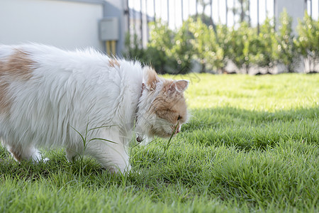 波斯猫在草坪前面吃新鲜的青草图片