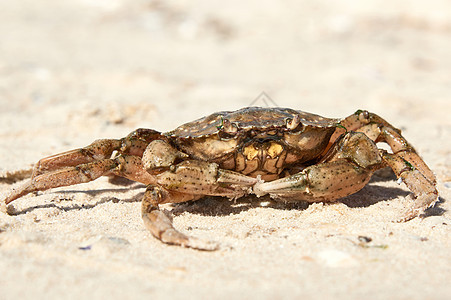 黑海沙岸上的活螃蟹 乌克兰 赫尔森荒野海洋海鲜生活黄色黑色野生动物海滩宏观海岸图片
