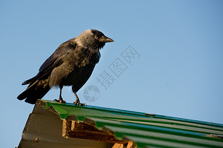 屋顶上有一只乌鸦的近身手动物寒鸦草地动物群天空荒野灰色黑色眼睛翅膀图片