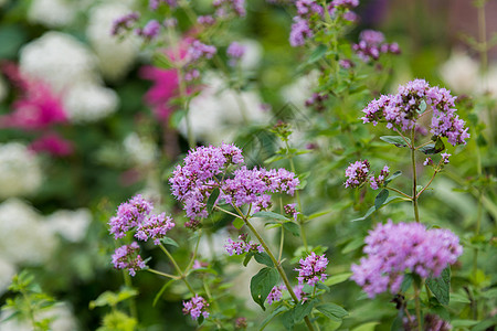 花园里的紫紫薇贝娜小花朵图片
