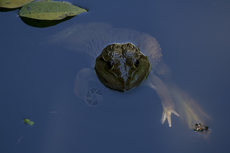 水中的青蛙蟾蜍蓝色摄影反射斑点池塘绿色沼泽主题溪流图片