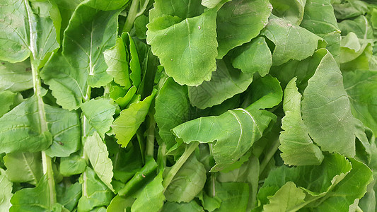 近距离观看菠菜蔬菜的红绿叶子 植物本底素叶绿色叶菜类香料减肥沙拉草本植物营养养分宏观图片