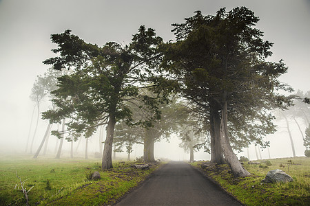 在雾雾的清晨路上车道场地草地松树农村国家森林踪迹乡村季节图片