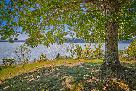 肯塔基湖的威沃 在一棵大橡树下形成图片