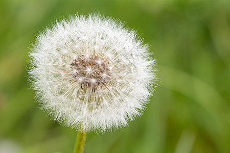 田地花朵花园荒野草本植物自由花粉晴天植物学植物群飞行种子图片