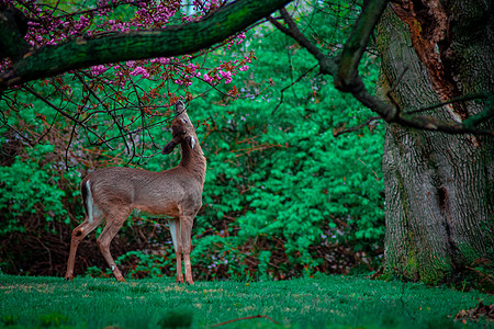 一只年轻的鹿爬上鲜花和树叶的青鹿食草婴儿动物学野生动物动物群空地摄影木头警觉眼睛图片