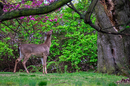 一只年轻的鹿爬上鲜花和树叶的青鹿空地感情草地眼睛动物园动物群食草婴儿后代动物学图片