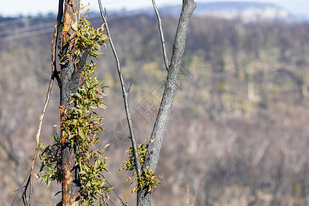澳洲蓝山的森林火灾后树木再生 在澳洲青山上乡村风景环境林地木头灌木丛植物叶子丛林山脉图片
