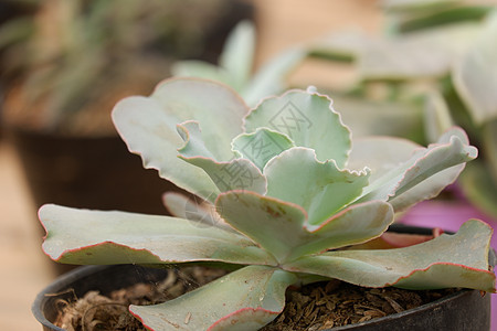 埃切韦里耶克雷诺林鲁弗勒斯植物学树叶植物群花朵收藏花园农业热带多肉植物叶子图片