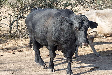阿根廷农村的黑公牛勃朗古斯健康奶制品小牛乡村牧场奶牛农场吮吸牛肉草地图片
