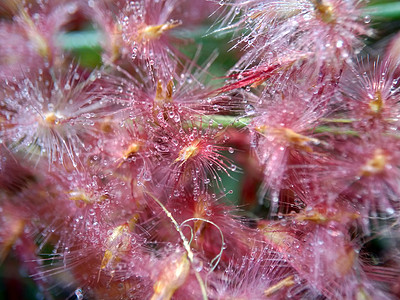 花朵亦称共青草或库奈草有天然草 印度尼西亚人称其为伊拉朗或alang武术白茅日落热带摄影九宫剑草性质圆柱体植物图片