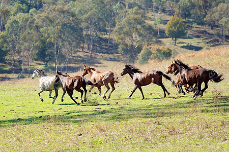 穿越平原的野马赛车鬃毛马匹牧马人动物收费哺乳动物自由跑步农场阳光背景图片