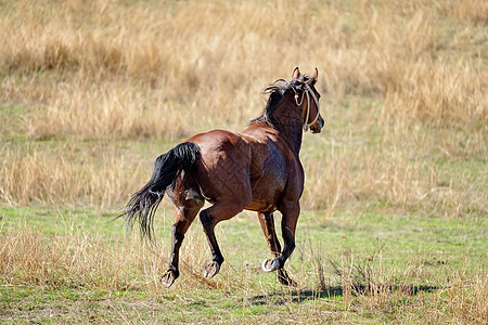 狂野骑马横跨平原农村农场跑步牧马人哺乳动物牧场马匹速度追求团体背景图片