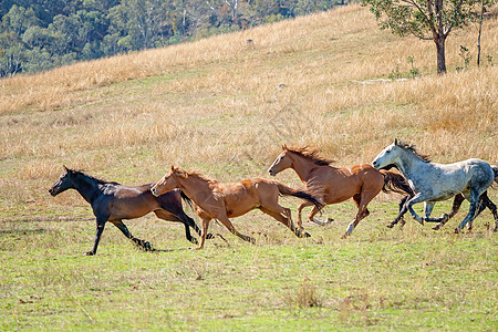 跑野马的A群哺乳动物农场赛车速度收费马术牧场马匹牧马人搅拌背景图片