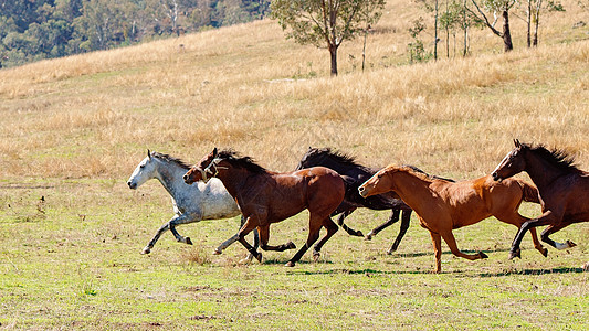 野马养牛群在全国各地赛跑阳光马术自由鬃毛马匹动物速度团体牧马人收费背景图片