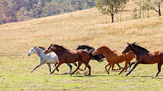 野马养牛群在全国各地赛跑农场牧人牧场追求鬃毛速度马匹团体动物自由图片