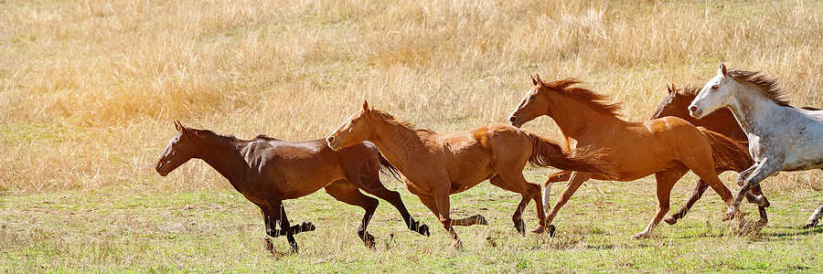 野马养牛群在全国各地赛跑团体农村力量牧马人跑步农场鬃毛阳光追求赛车背景图片