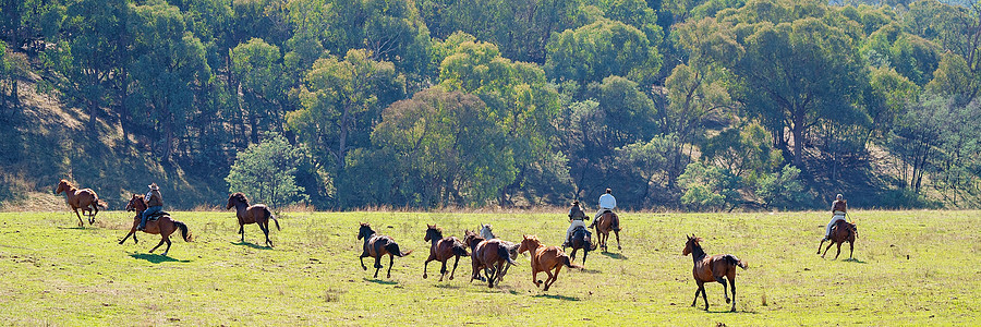 野马养牛群在全国各地赛跑力量农场牧场追求马匹牧马人哺乳动物牧人动物鬃毛背景图片