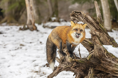 红狐狸捕食者动物园危险野生动物荒野斑点森林猫科动物动物大猫欧亚大陆高清图片素材