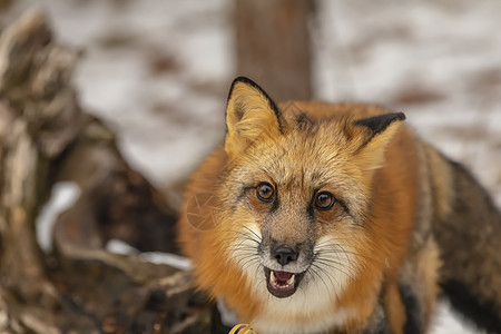 红狐狸猫科动物豹属眼睛濒危荒野野猫食肉森林猎人捕食者危险的高清图片素材