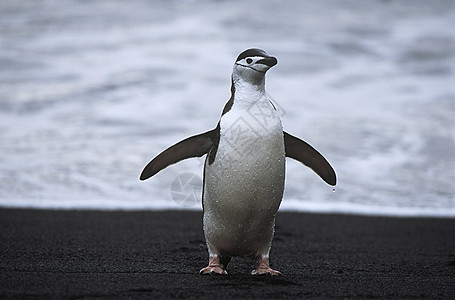 海滨的企鹅自然界动物大海海洋支撑野生动物尾藻海滩图片
