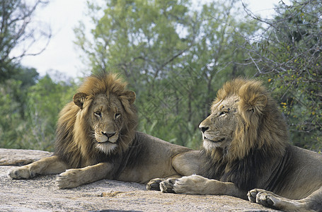 两只雄狮子躺在岩石上背景图片