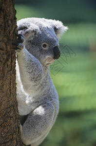 Koala攀爬树灰色毛皮警报安全野生动物皮毛警觉动物前景哺乳动物图片