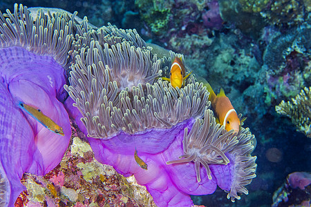 南阿里环礁 珊瑚礁 黑鳍阿内米尼鱼 马尔代夫生物环礁多样性海洋生物潜水脊椎动物荒野珊瑚息肉生物学图片