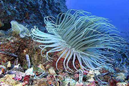 西班牙自然公园多样性荒野脊椎动物生物捕食者海洋生物潜艇动物群膜肌息肉图片