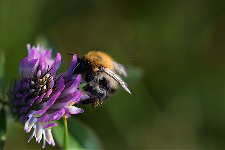 田野大黄蜂从红花朵花中吸出蜜蜜动物绿色花粉植物学空间红色植物背景野生动物蜜蜂图片