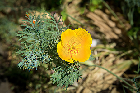 Escholzia小橙色花朵夏天在公园开花 外遇或背景图片