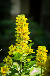 利西马基亚花朵盛开明亮黄色图片