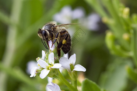 从花朵中收集蜜蜂的花粉高清图片