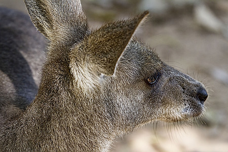 一只澳大利亚袋鼠的面孔图片