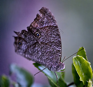 绿叶上的紫蝴蝶背景图片