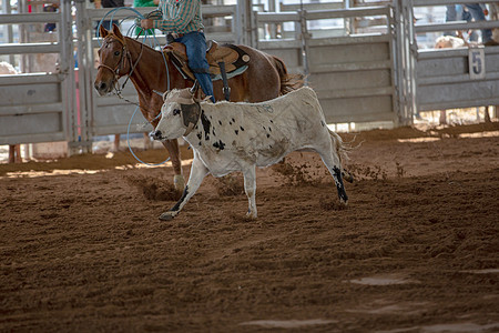 在A Rodeo 上翻滚行动牛仔牧马人驾驶搏斗牛角国家夫妻皮革绳索背景图片