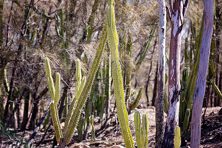 沙漠植物昆士兰州中部的Pear Pear入侵澳大利亚热带疾病植被破坏树木沙漠杂草灌木尖刺抗旱背景