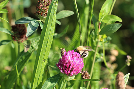小蜜蜂从红色的青绿花中 吸出鲜蜜花粉昆虫绿色粉色植物野生动物叶子动物群三叶草植物群图片