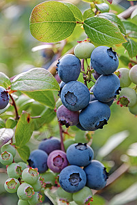 草丛上的蓝莓集群 垂直框图片