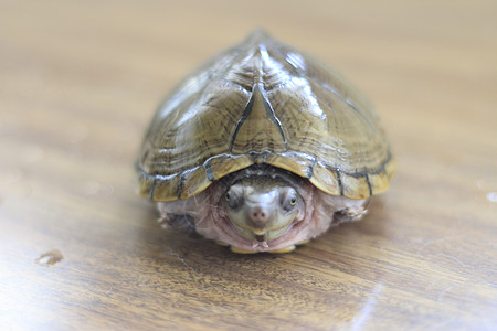 Razorback 口腔乌龟或餐桌上孤立的尖牙海龟生物学宏观生物热带荒野水陆宠物剃刀野生动物动物图片